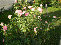 a460defe-Picture 3244.jpg
